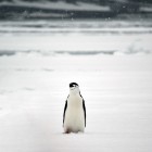 3211 140x140 Moments in Antarctica / Kadavre Exquis