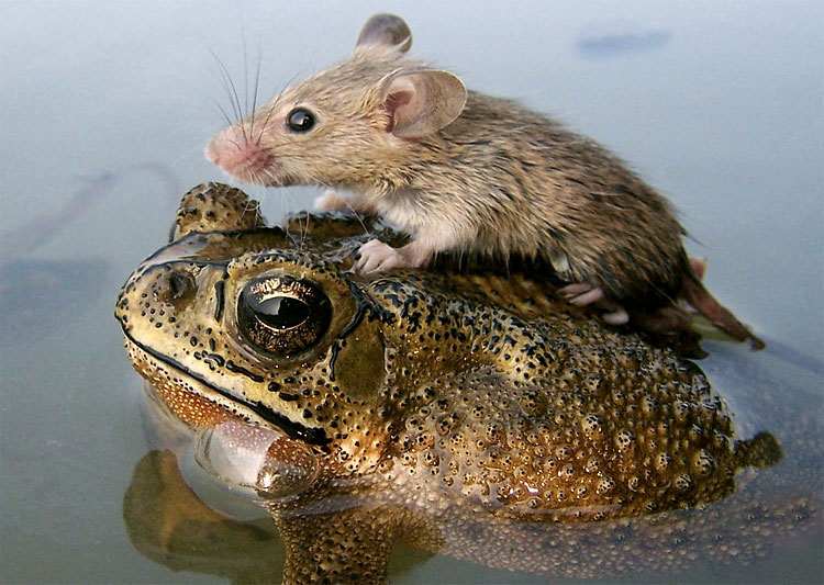 Animal Instinct: The World’s Most Unlikely Friendships 325 Animal Instinct: The World’s Most Unlikely Friendships