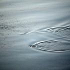 3310 140x140 Moments in Antarctica / Kadavre Exquis