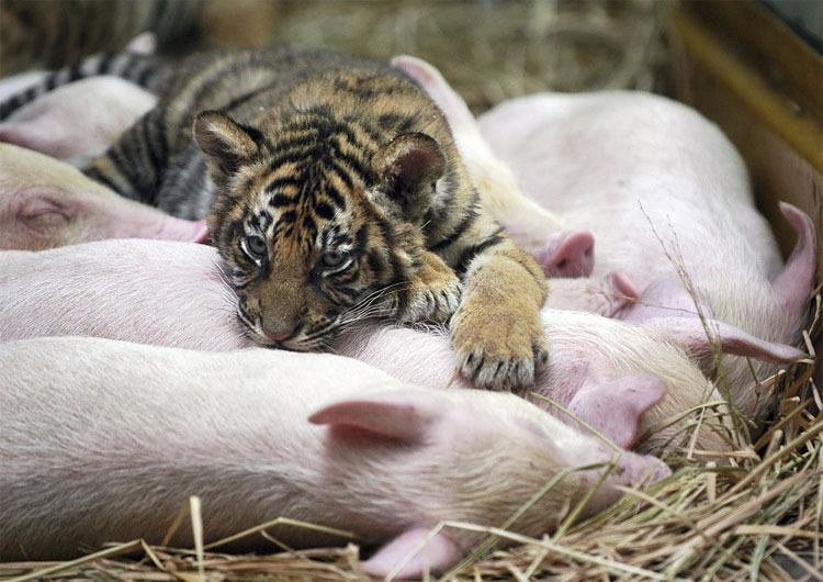 Animal Instinct: The World’s Most Unlikely Friendships 421 Animal Instinct: The World’s Most Unlikely Friendships