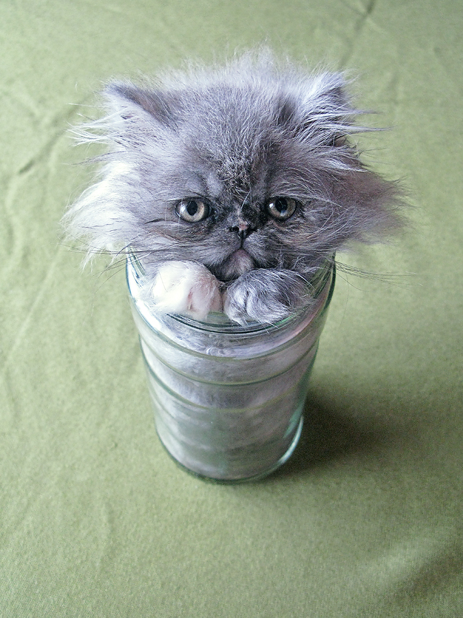 454273 pic on Design You Trust 454273 Animal Portraits by Tiago Xavier