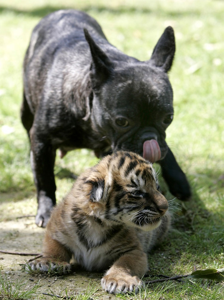 Animal Instinct: The World’s Most Unlikely Friendships 520 Animal Instinct: The World’s Most Unlikely Friendships