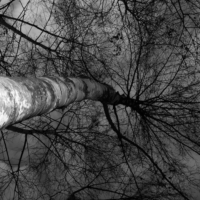 Stunning Trees Photographed by Grant Simon Rogers Stunning Trees Photographed by Grant Simon Rogers