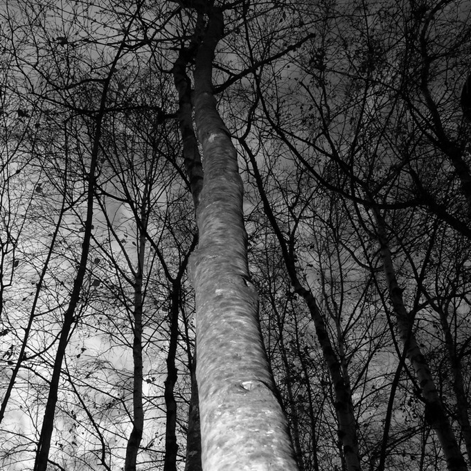 Stunning Trees Photographed by Grant Simon Rogers Stunning Trees Photographed by Grant Simon Rogers