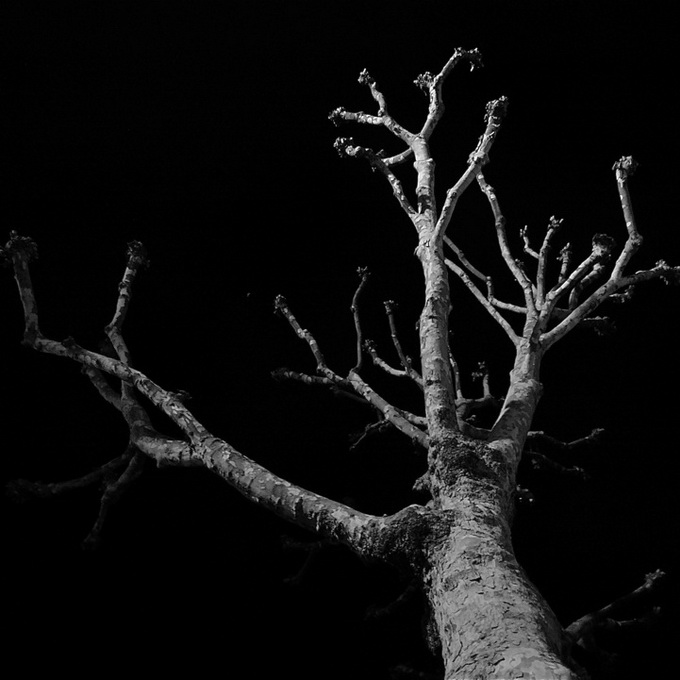 Stunning Trees Photographed by Grant Simon Rogers Stunning Trees Photographed by Grant Simon Rogers