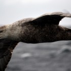 577 140x140 Moments in Antarctica / Kadavre Exquis