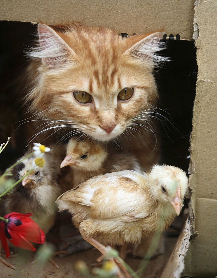 Animal Instinct: The World’s Most Unlikely Friendships 618 Animal Instinct: The World’s Most Unlikely Friendships