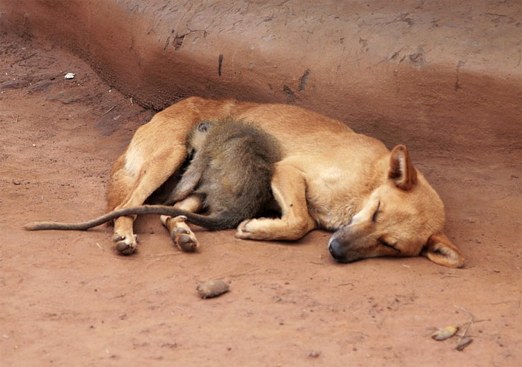 Animal Instinct: The World’s Most Unlikely Friendships 715 Animal Instinct: The World’s Most Unlikely Friendships
