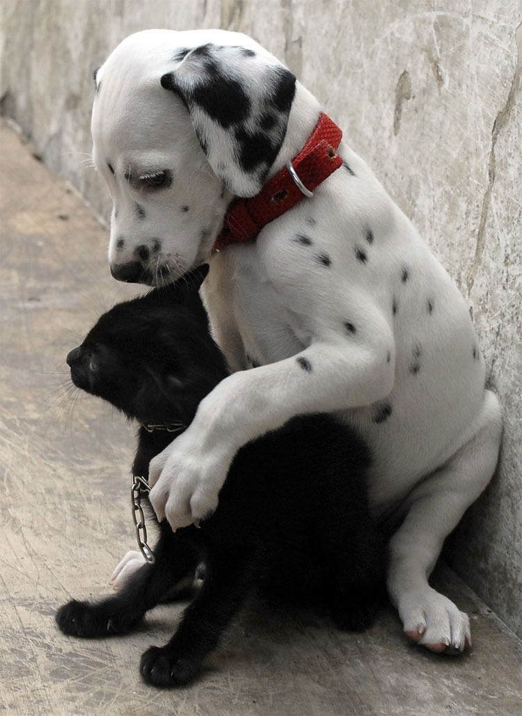 Animal Instinct: The World’s Most Unlikely Friendships 813 Animal Instinct: The World’s Most Unlikely Friendships