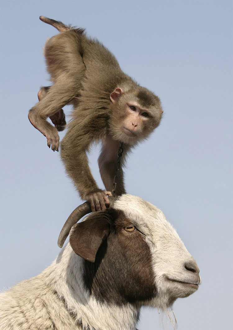 Animal Instinct: The World’s Most Unlikely Friendships 913 Animal Instinct: The World’s Most Unlikely Friendships