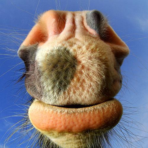 Animal Photography by Christopher Pethick Christopher Pethick9 Animal Photography by Christopher Pethick