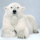 Jill Greenberg2 140x140 Animal Photography by Jill Greenberg