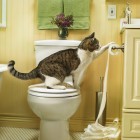 Jill Greenberg3 140x140 Animal Photography by Jill Greenberg