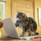 Jill Greenberg4 140x140 Animal Photography by Jill Greenberg