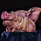 Jill Greenberg5 140x140 Animal Photography by Jill Greenberg