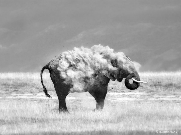 Wildlife Photography by Marina Cano Marina Cano9 Wildlife Photography by Marina Cano