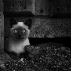 Tiago Xavier2 140x140 Animal Photography by Tiago Xavier