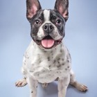 Tiago Xavier4 140x140 Animal Photography by Tiago Xavier