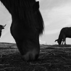 Tiago Xavier5 140x140 Animal Photography by Tiago Xavier