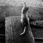 Tiago Xavier6 140x140 Animal Photography by Tiago Xavier