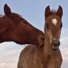 Tiago Xavier7 140x140 Animal Photography by Tiago Xavier