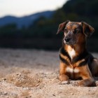 Tiago Xavier9 140x140 Animal Photography by Tiago Xavier