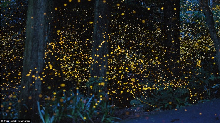 article 0 1197F224000005DC 996 964x540 750x420 Capturing the light of fireflies with time lapse photos
