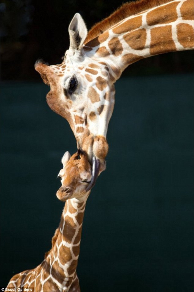 article 2096507 1197127B000005DC 493 634x951 Baby Giraffe born at Busch Gardens in Orlando