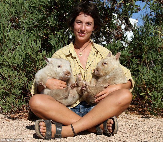 article1 pic on Design You Trust article1 Albino wombats found in the Australian outback