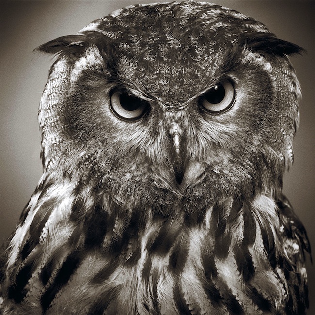 c0fa6 alexandervonreiswitz30 Dramatic Animal Portraits by Alexander von Reiswitz