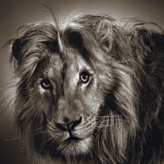 c0fa6 alexandervonreiswitz33 Dramatic Animal Portraits by Alexander von Reiswitz