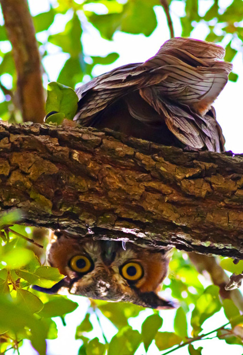 Daily Inspirations no. 356 c1c11 Daily Inspirations no. 356