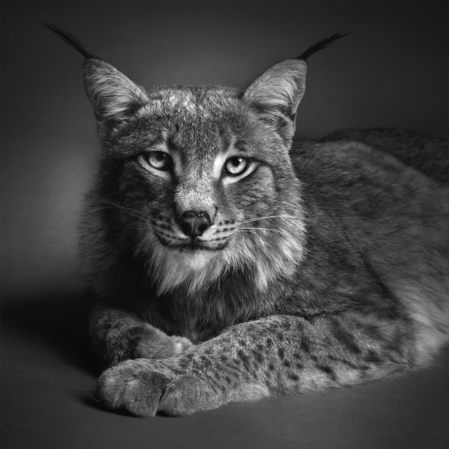 d4c0b alexandervonreiswitz09 pic on Design You Trust d4c0b alexandervonreiswitz09 Dramatic Animal Portraits by Alexander von Reiswitz