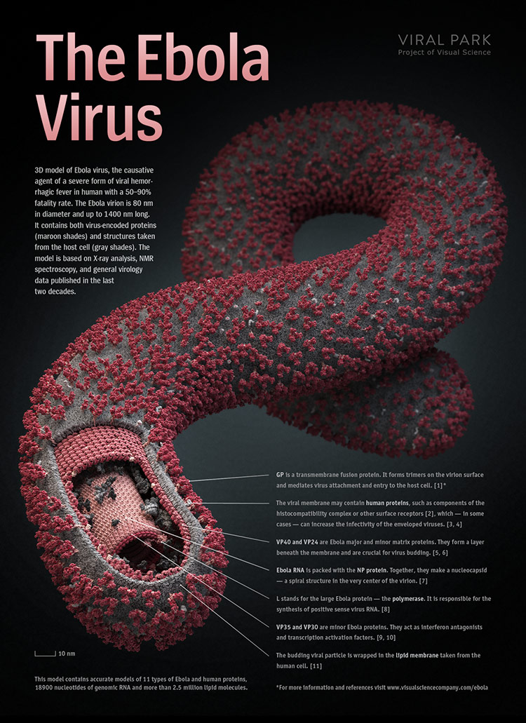 ebola poster visual science The Ebola Virus 3D model