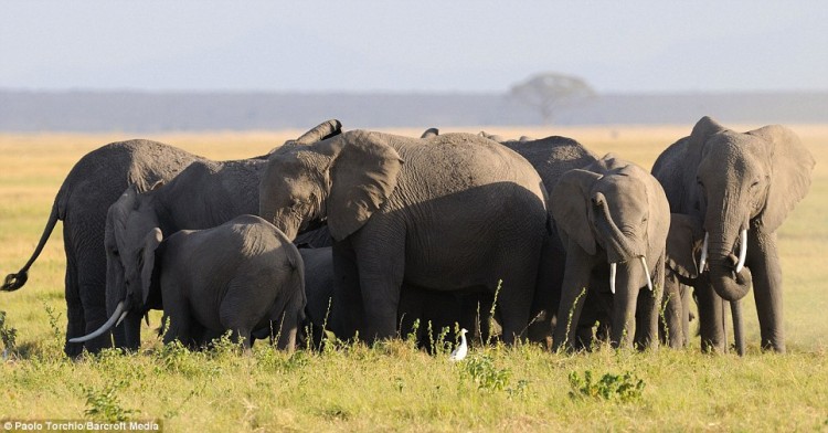 elephant birth 01 750x392 Elephants protect mother during childbirth