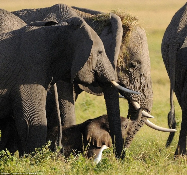elephant birth 04 750x704 Elephants protect mother during childbirth