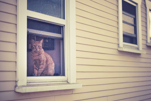 fishbowl1 pic on Design You Trust fishbowl1 Fishbowl Cats and Dogs Staring out the Window