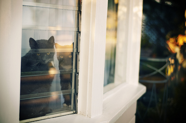 fishbowl11 pic on Design You Trust fishbowl11 Fishbowl Cats and Dogs Staring out the Window