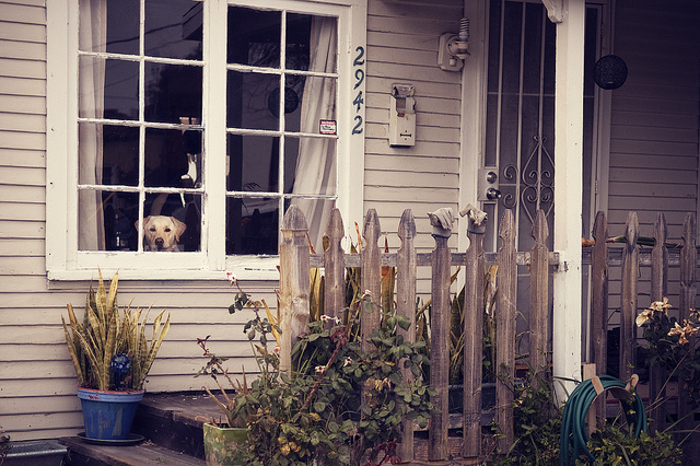 fishbowl12 pic on Design You Trust fishbowl12 Fishbowl Cats and Dogs Staring out the Window