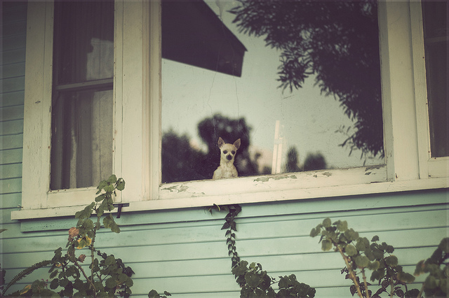 fishbowl4 pic on Design You Trust fishbowl4 Fishbowl Cats and Dogs Staring out the Window