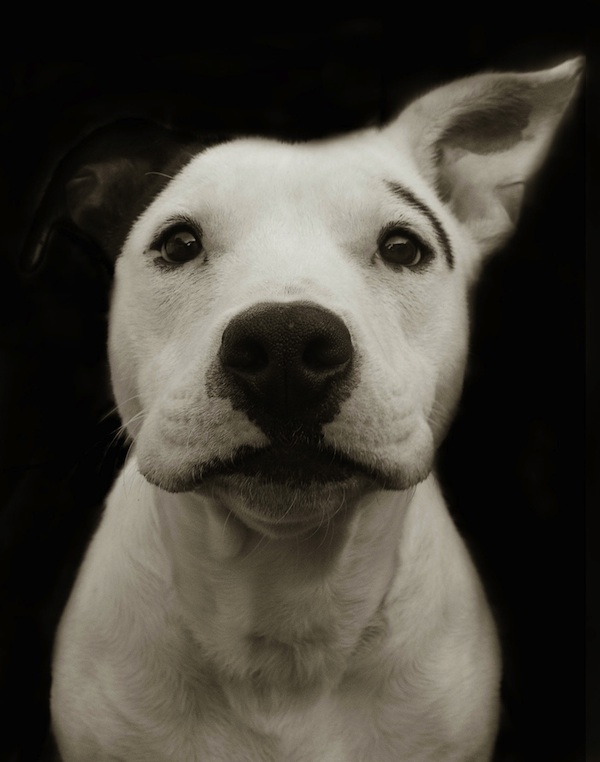  Heartbreakingly Beautiful Portraits of Shelter Dogs 