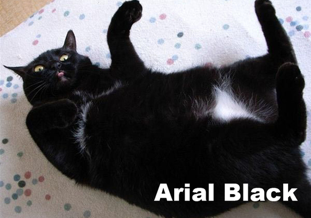 kat lettertype1 pic on Design You Trust kat lettertype1 Cats as Fonts