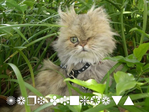kat lettertype3 pic on Design You Trust kat lettertype3 Cats as Fonts