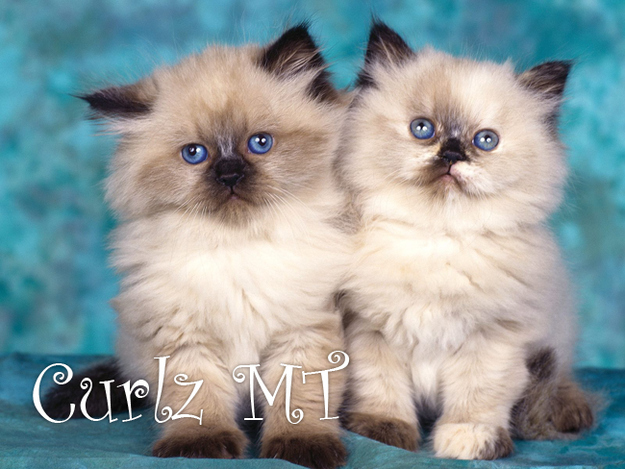 kat lettertype6 pic on Design You Trust kat lettertype6 Cats as Fonts