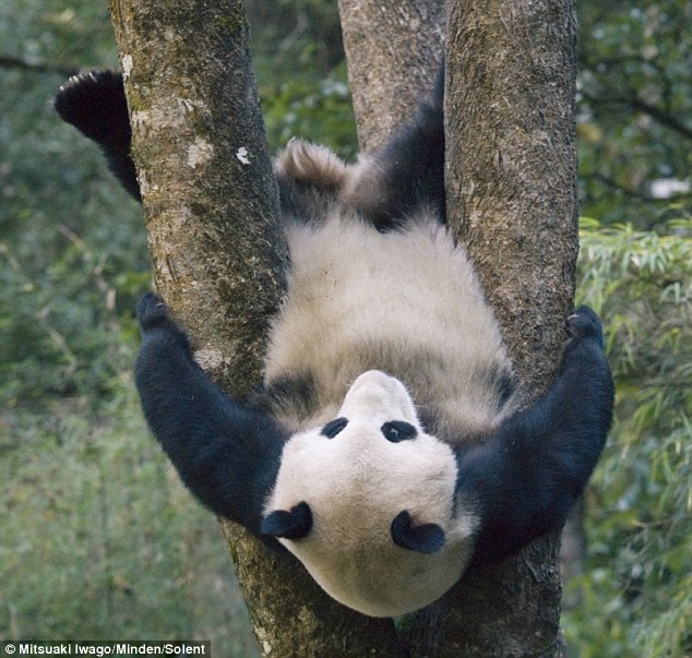 panda iwago 01 Panda cub might belong in the circus