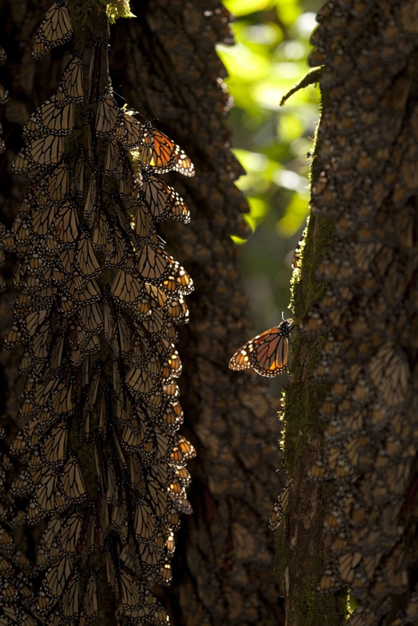 pb 120210 monarchbutterflies 903p.photoblog900 Monarch butterflies overwintering in Oyamel Forest