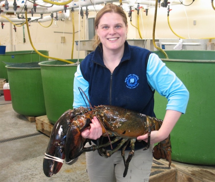 Rocky the lobster released back into the Atlantic pb 120223 lobster.photoblog900 750x635 Rocky the lobster released back into the Atlantic