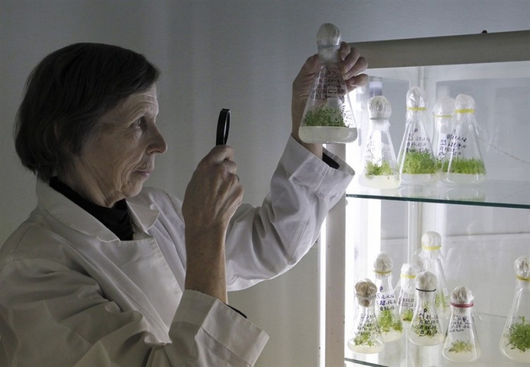 Russian scientists sprout prehistoric seeds pb 120224 plant jb 01 750x519 Russian scientists sprout prehistoric seeds