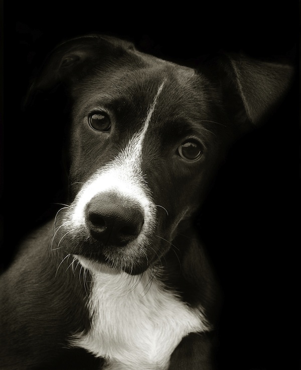  Heartbreakingly Beautiful Portraits of Shelter Dogs 
