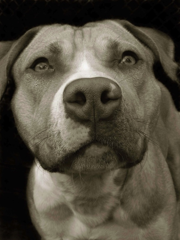  Heartbreakingly Beautiful Portraits of Shelter Dogs 